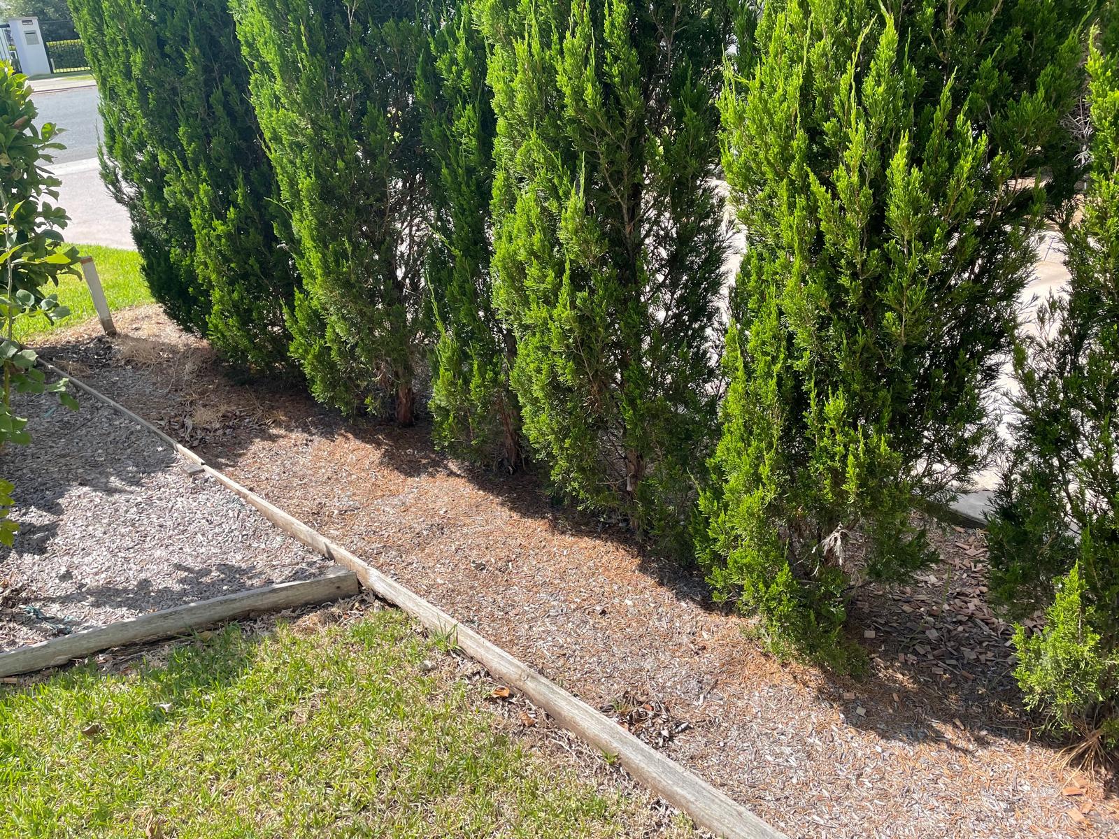 Unmulched garden bed1